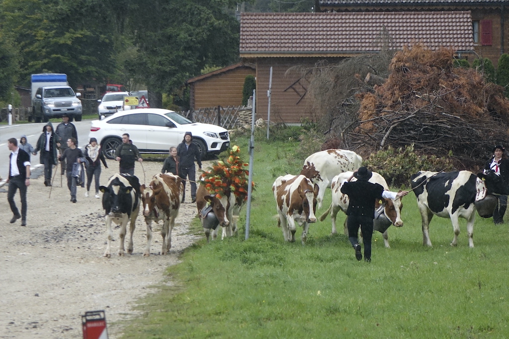 cows desalpe in Saint-Cergue, Jura mountains