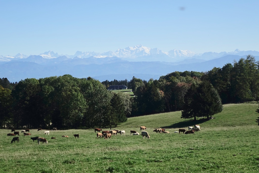 cows pasture in the Jura mountains
