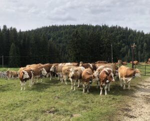 cows offensive line