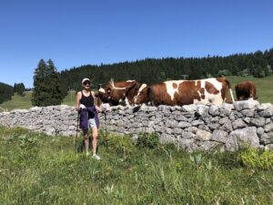 cows alongside a stone wall in the Jura mountains
