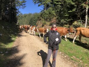 cows stroll in the Jura